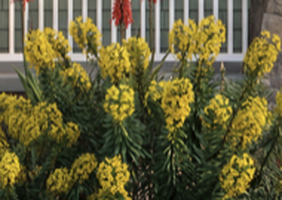 Drought-tolerant landscape planting